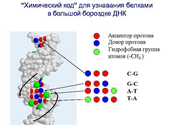 “Химический код” для узнавания белками в большой бороздке ДНК Акцептор протона Донор протона Гидрофобная