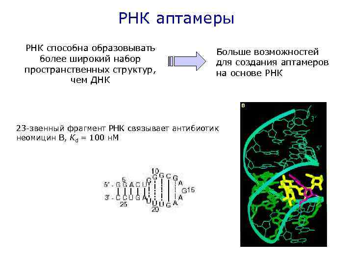 РНК аптамеры РНК способна образовывать более широкий набор пространственных структур, чем ДНК Больше возможностей