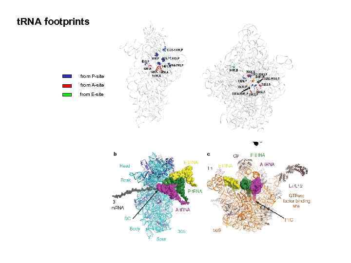 t. RNA footprints from P-site from A-site from E-site 