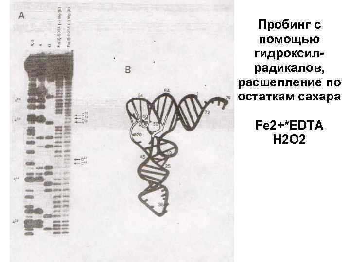 Пробинг с помощью гидроксилрадикалов, расшепление по остаткам сахара Fe 2+*EDTA H 2 O 2