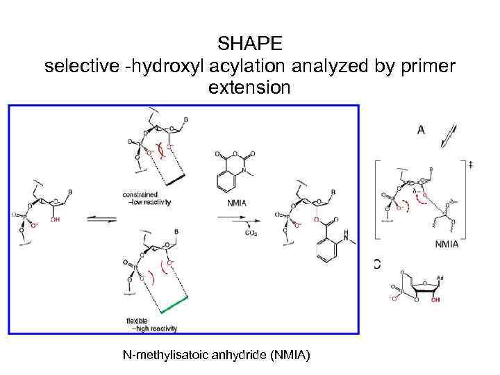 SHAPE selective -hydroxyl acylation analyzed by primer extension N-methylisatoic anhydride (NMIA) 