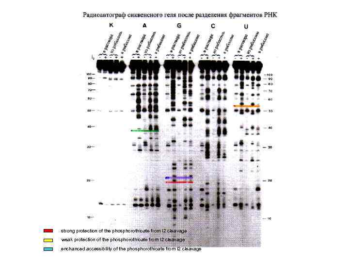 strong protection of the phosphorothioate from I 2 cleavage weak protection of the phosphorothioate