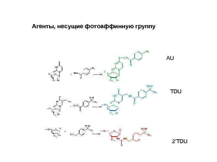 Агенты, несущие фотоаффинную группу AU TDU 2’TDU 