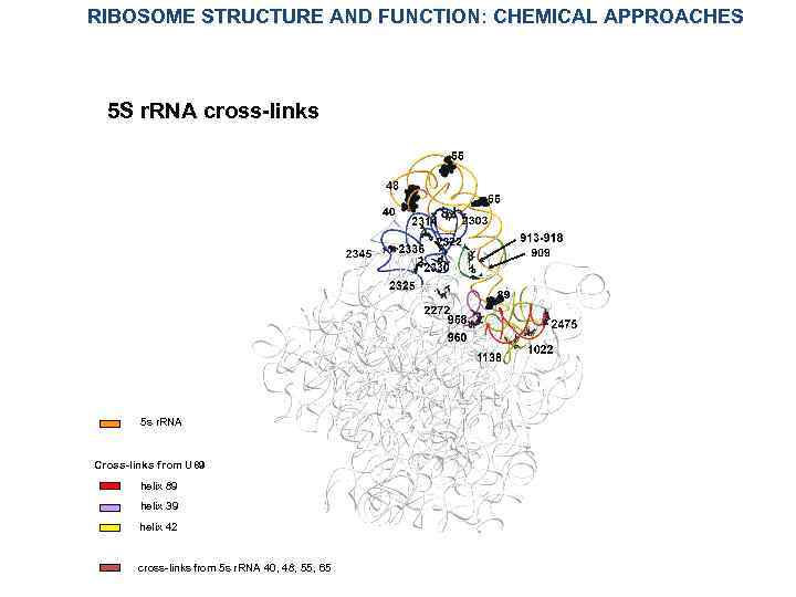 RIBOSOME STRUCTURE AND FUNCTION: CHEMICAL APPROACHES 5 S r. RNA cross-links 5 s r.