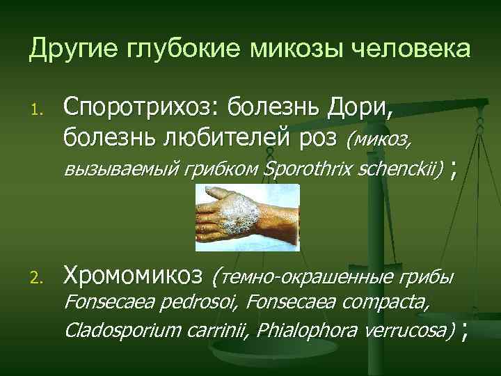 Другие глубокие микозы человека 1. Споротрихоз: болезнь Дори, болезнь любителей роз (микоз, вызываемый грибком