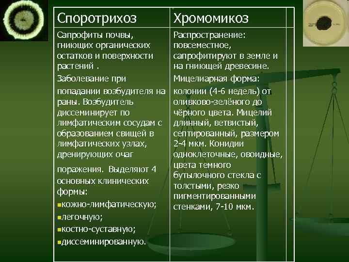 Споротрихоз Сапрофиты почвы, гниющих органических остатков и поверхности растений. Заболевание при попадании возбудителя на