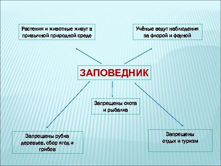 Растения и животные живут в привычной природной среде Учёные ведут наблюдения за флорой и