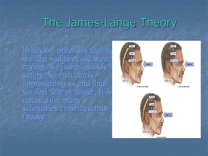 The James-Lange Theory behavior precedes feeling we feel sad because we are crying, we