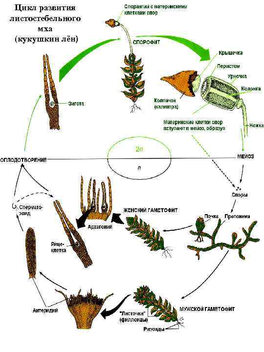 Цикл развития листостебельного мха (кукушкин лён) 