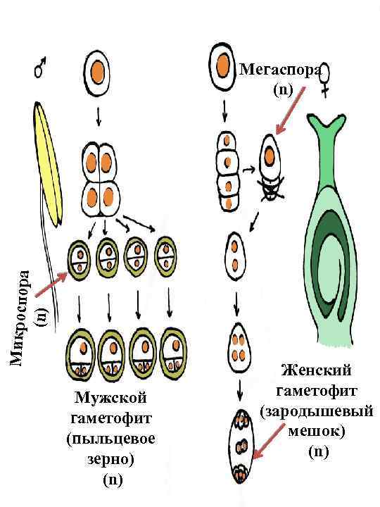 Микроспора (n ) Мегаспора (n) Мужской гаметофит (пыльцевое зерно) (n) Женский гаметофит (зародышевый мешок)