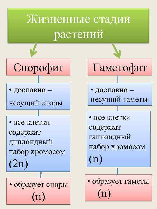 Жизненные стадии растений Спорофит • дословно – несущий споры • все клетки содержат диплоидный