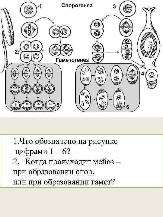 1. Что обозначено на рисунке цифрами 1 – 6? 2. Когда происходит мейоз –