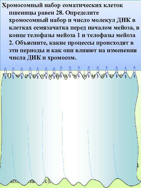 Хромосомный набор соматических клеток пшеницы равен 28. Определите хромосомный набор и число молекул ДНК