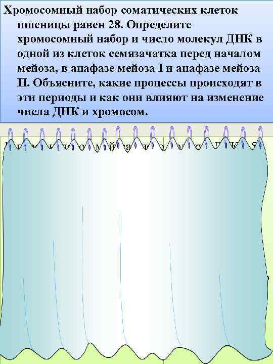 Хромосомный набор соматических клеток пшеницы равен 28. Определите хромосомный набор и число молекул ДНК