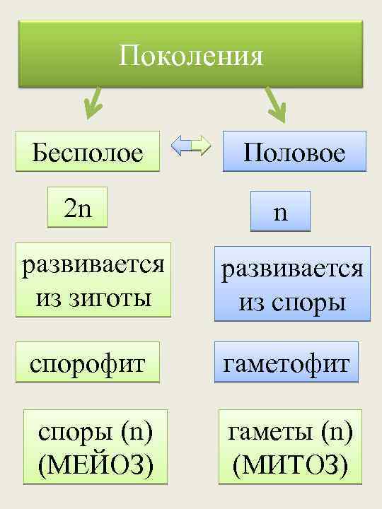 Поколения Бесполое 2 n Половое n развивается из зиготы развивается из споры спорофит гаметофит