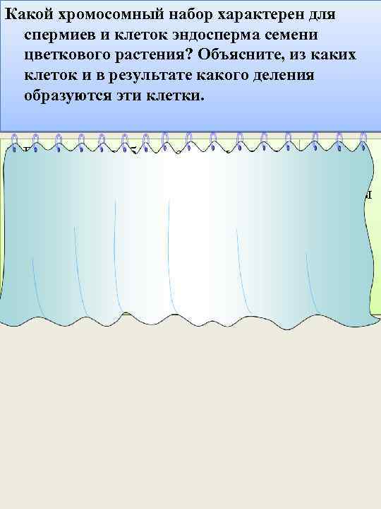 Какой хромосомный набор характерен для спермиев и клеток эндосперма семени цветкового растения? Объясните, из