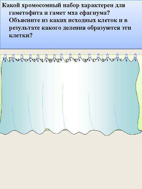 Какой хромосомный набор характерен для гаметофита и гамет мха сфагнума? Объясните из каких исходных