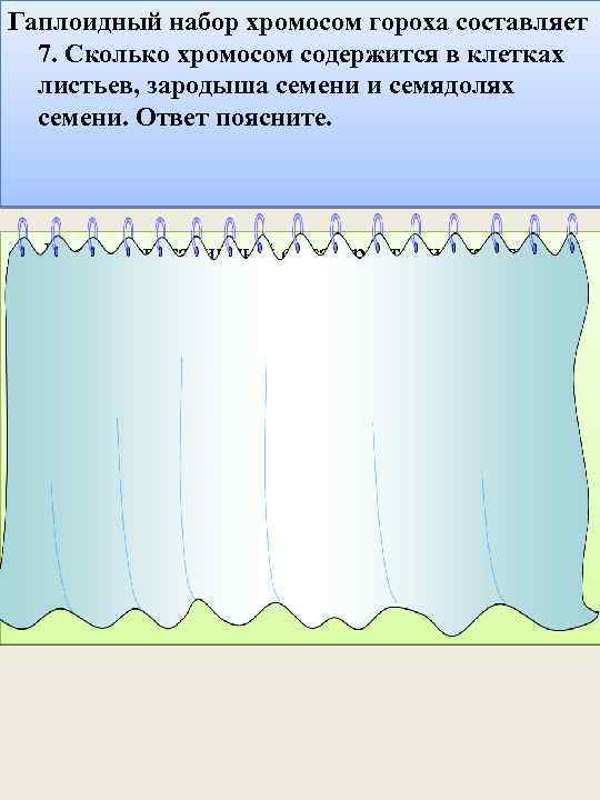 Гаплоидный набор хромосом гороха составляет 7. Сколько хромосом содержится в клетках листьев, зародыша семени