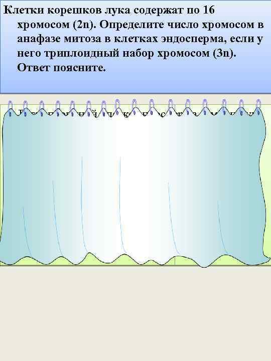 Клетки корешков лука содержат по 16 хромосом (2 n). Определите число хромосом в анафазе