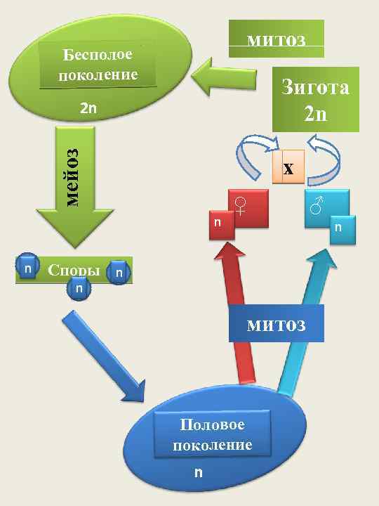 митоз Бесполое поколение Зигота 2 n мейоз 2 n х n n ♀ n