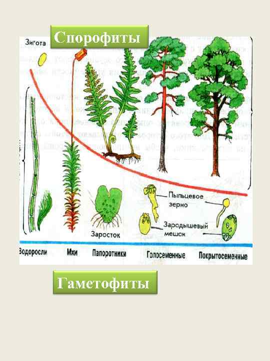 Спорофиты Гаметофиты 