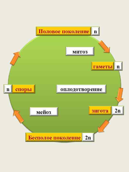 Половое поколение n митоз гаметы n n споры оплодотворение мейоз Бесполое поколение 2 n