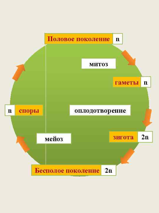 Половое поколение n митоз гаметы n n споры оплодотворение мейоз Бесполое поколение 2 n