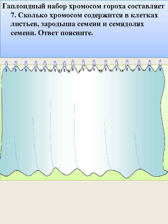 Гаплоидный набор хромосом гороха составляет 7. Сколько хромосом содержится в клетках листьев, зародыша семени
