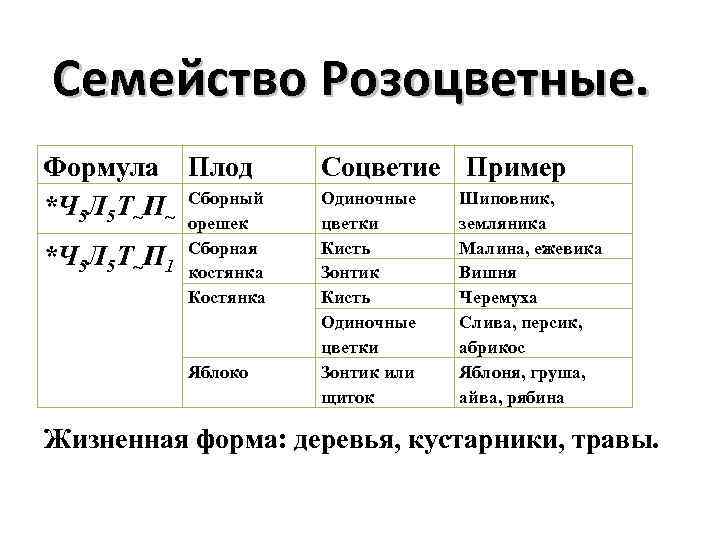 Семейство Розоцветные. Формула Плод *Ч 5 Л 5 Т~П~ Сборный орешек *Ч 5 Л