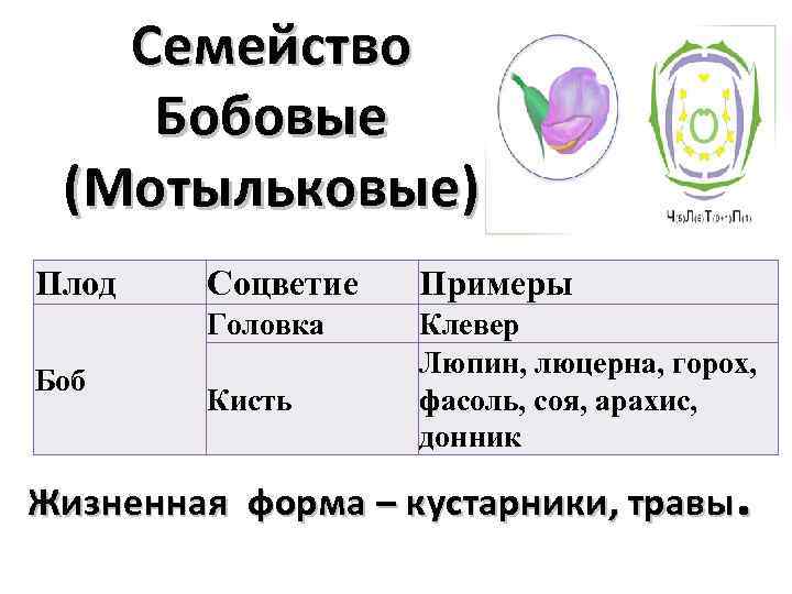 Семейство Бобовые (Мотыльковые) Плод Примеры Головка Боб Соцветие Клевер Люпин, люцерна, горох, фасоль, соя,