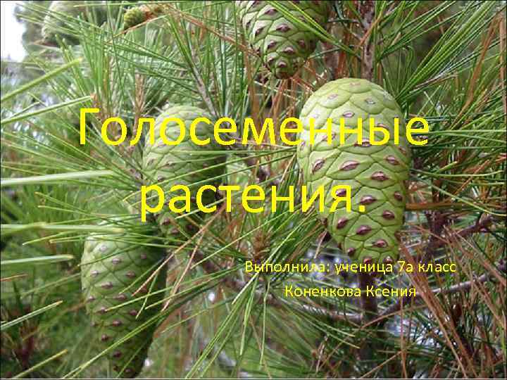 Голосеменные растения. Выполнила: ученица 7 а класс Коненкова Ксения 