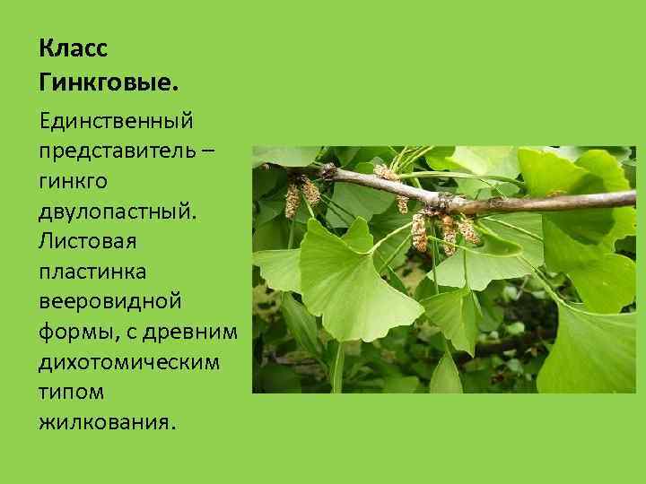 Класс Гинкговые. Единственный представитель – гинкго двулопастный. Листовая пластинка вееровидной формы, с древним дихотомическим