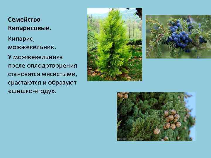 Семейство Кипарисовые. Кипарис, можжевельник. У можжевельника после оплодотворения становятся мясистыми, срастаются и образуют «шишко-ягоду»