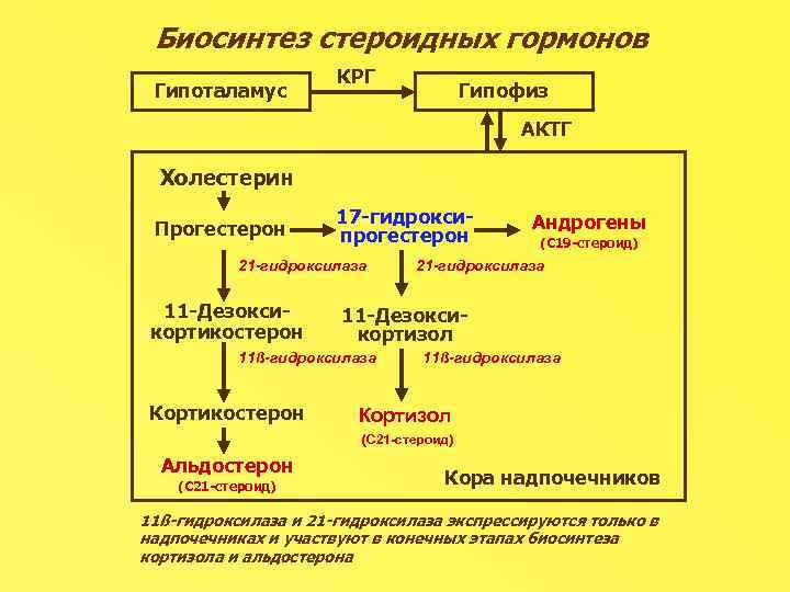 При значительном дефиците 21 гидроксилазы развивается клиническая картина