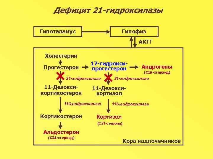 Стероидогенез схема с ферментами