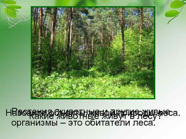 Растения, животные живут в лесу? животные и другие живые Назовите объекты живой природы леса.