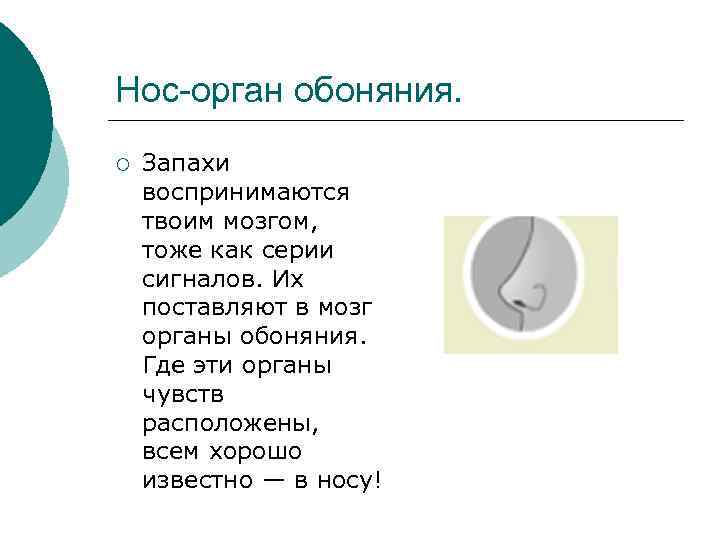 Нос-орган обоняния. ¡ Запахи воспринимаются твоим мозгом, тоже как серии сигналов. Их поставляют в