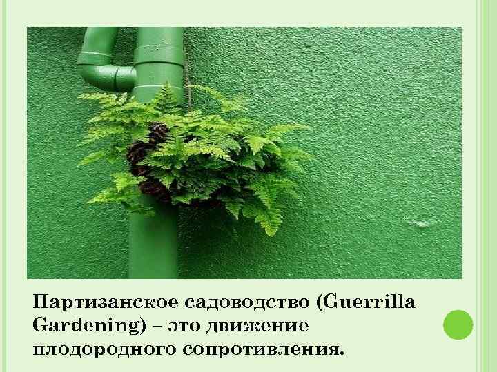 Партизанское садоводство (Guerrilla Gardening) – это движение плодородного сопротивления. 