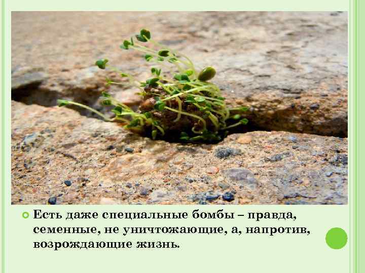  Есть даже специальные бомбы – правда, семенные, не уничтожающие, а, напротив, возрождающие жизнь.
