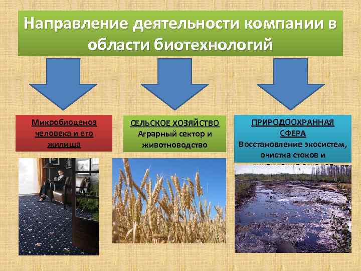Направление деятельности компании в области биотехнологий Микробиоценоз человека и его жилища СЕЛЬСКОЕ ХОЗЯЙСТВО Аграрный