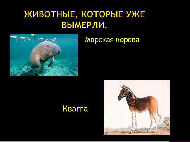 ЖИВОТНЫЕ, КОТОРЫЕ УЖЕ ВЫМЕРЛИ. Морская корова Квагга 