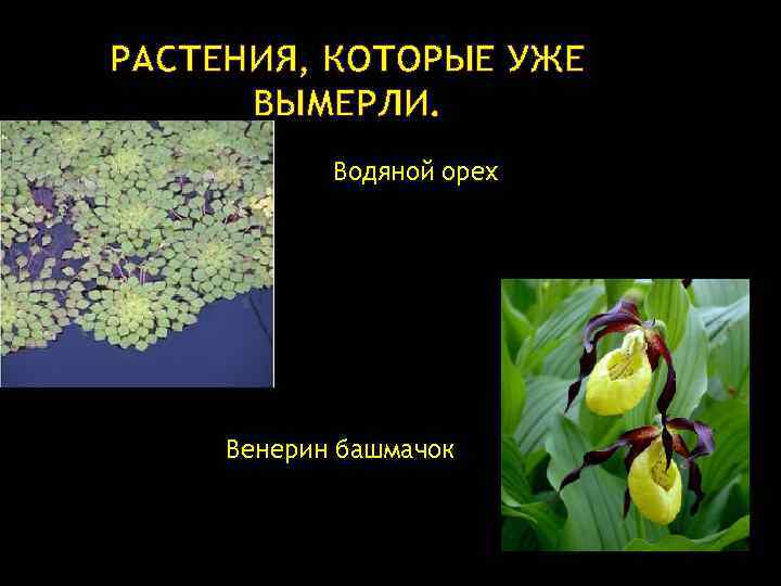 РАСТЕНИЯ, КОТОРЫЕ УЖЕ ВЫМЕРЛИ. Водяной орех Венерин башмачок 