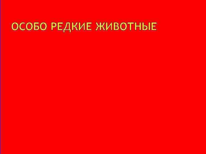 ОСОБО РЕДКИЕ ЖИВОТНЫЕ 