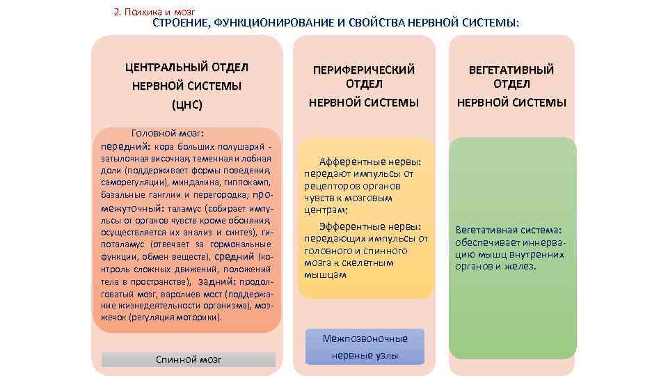 2. Психика и мозг СТРОЕНИЕ, ФУНКЦИОНИРОВАНИЕ И СВОЙСТВА НЕРВНОЙ СИСТЕМЫ: ЦЕНТРАЛЬНЫЙ ОТДЕЛ НЕРВНОЙ СИСТЕМЫ