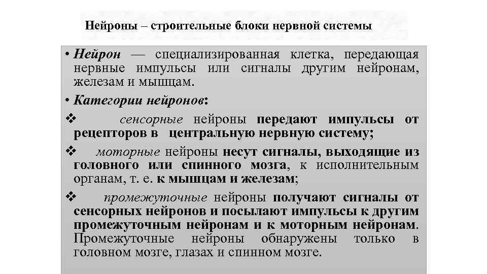 Нейроны – строительные блоки нервной системы • Нейрон — специализированная клетка, передающая нервные импульсы