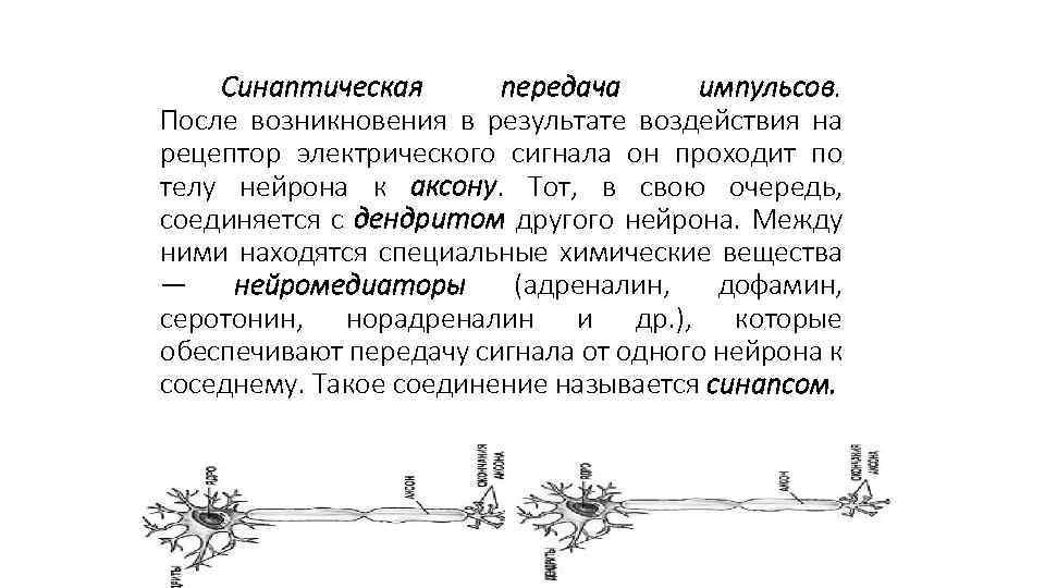 Синаптическая передача импульсов. После возникновения в результате воздействия на рецептор электрического сигнала он проходит