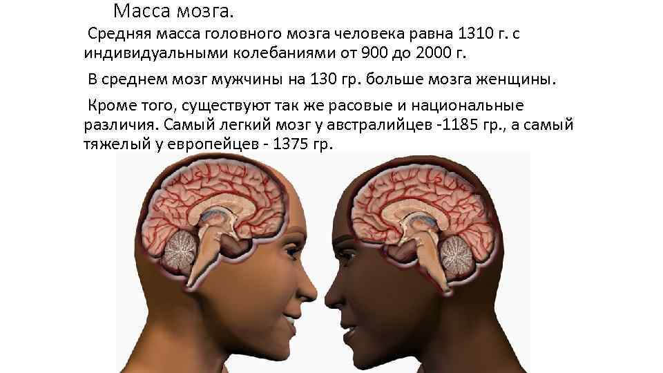 Масса мозга. Средняя масса головного мозга человека равна 1310 г. с индивидуальными колебаниями от