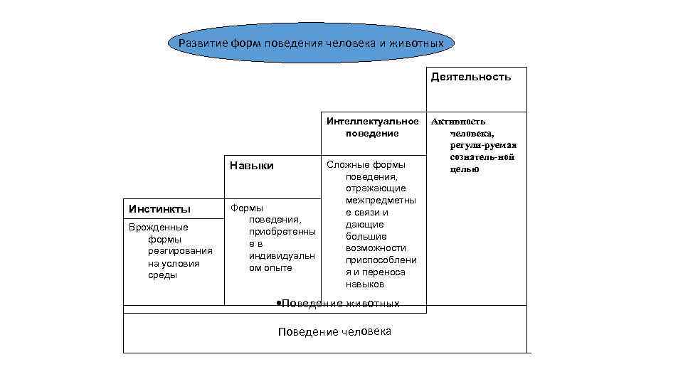 Развитие поведения человека