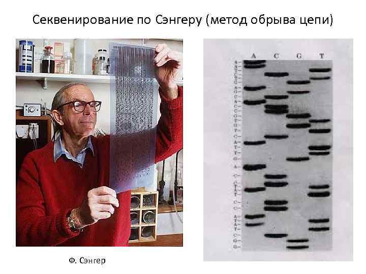 Секвенирования по сэнгеру. Секвенирование метод Сэнгера. Секвенирование методом обрыва цепи. Метод обрыва цепи секвенирование по Сэнгеру. Метод Сэнгера метод обрыва цепи.