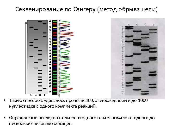 Секвенирование нуклеотидов. Секвенирования по методу Сэнгера. Секвенирования ДНК по Сэнгеру. Схема секвенирования по Сэнгеру. Секвенирование метод Сэнгера схема.